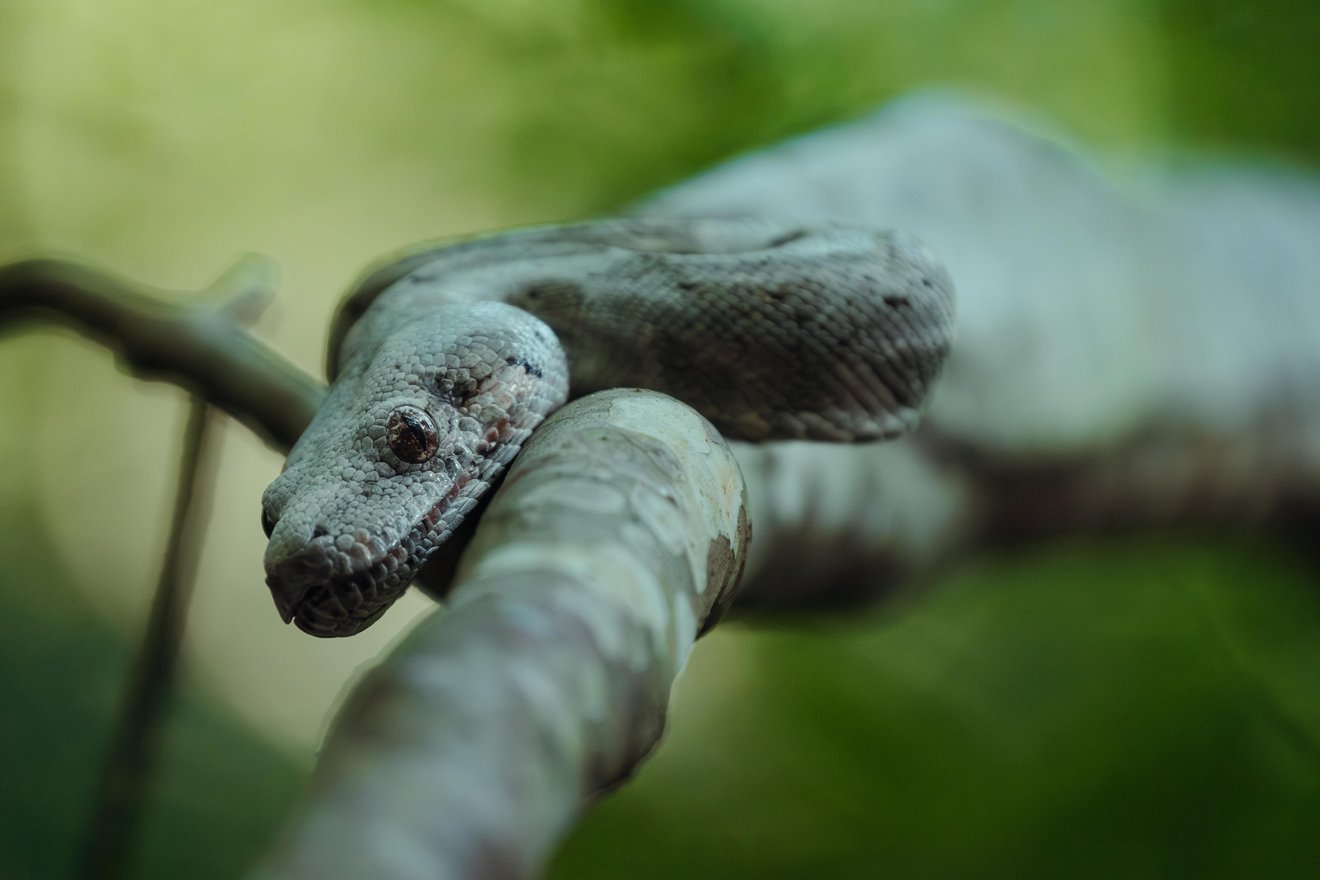 1266_Honduras_F&F_Fairpicture698