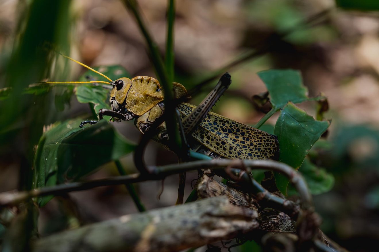 1266_Honduras_F&F_Fairpicture857