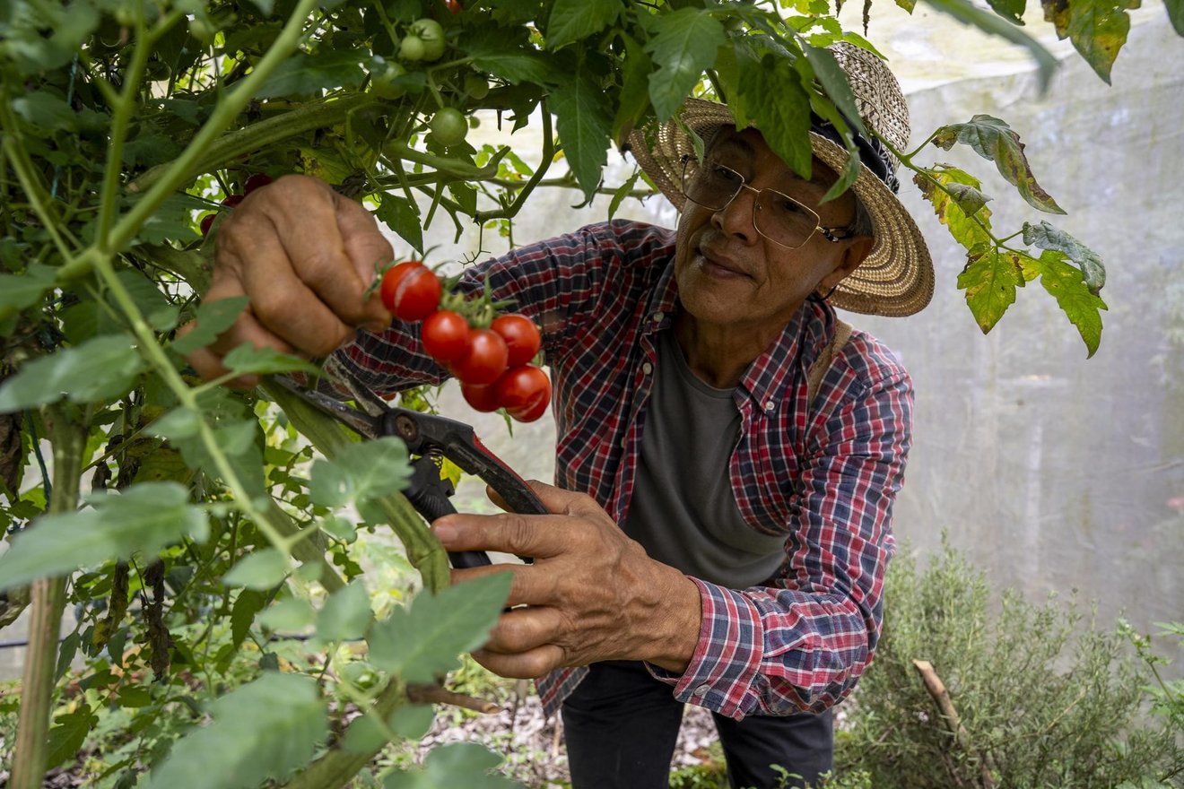 Pedro Pablo Rodas, member Network of Agroecological Farmers' Markets, harvests cherry tomatoes inside a greenhouse in Guacarí, Valle del Cauca department, Colombia, on May 7, 2026.