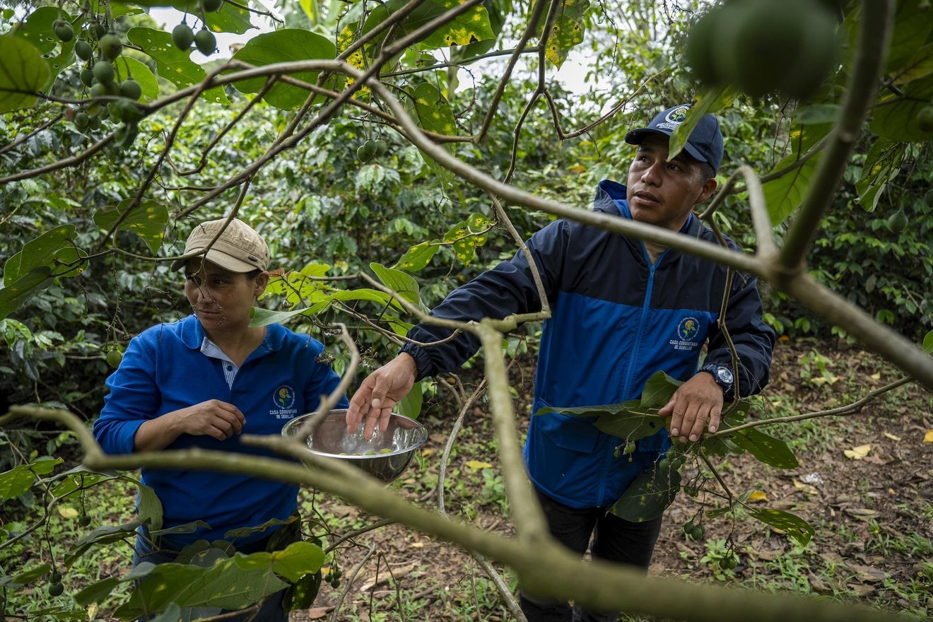 Members of the Network of Native Seed Protectors from Cauca Victoria Eugenia Chepes and his husband, Fabián Trochez, harvest 'tomatillos' in their farm Caldono, Cauca department, Colombia, on May 11, 2025.