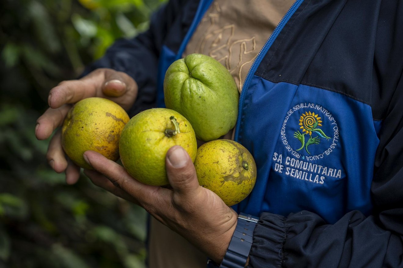 Fabián Trochez, member of the Network of Native Seed Protectors from Cauca, holds oranges at his farm in Caldono, Cauca department, Colombia, on May 11, 2026.
