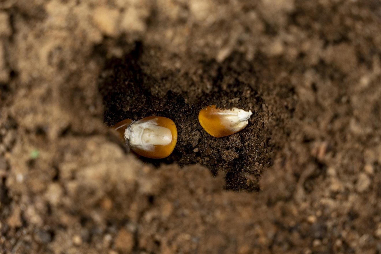 Cultivated corn seeds at the Fabián Trochez' farm in Caldono, Cauca department, Colombia, on May 11, 2026.