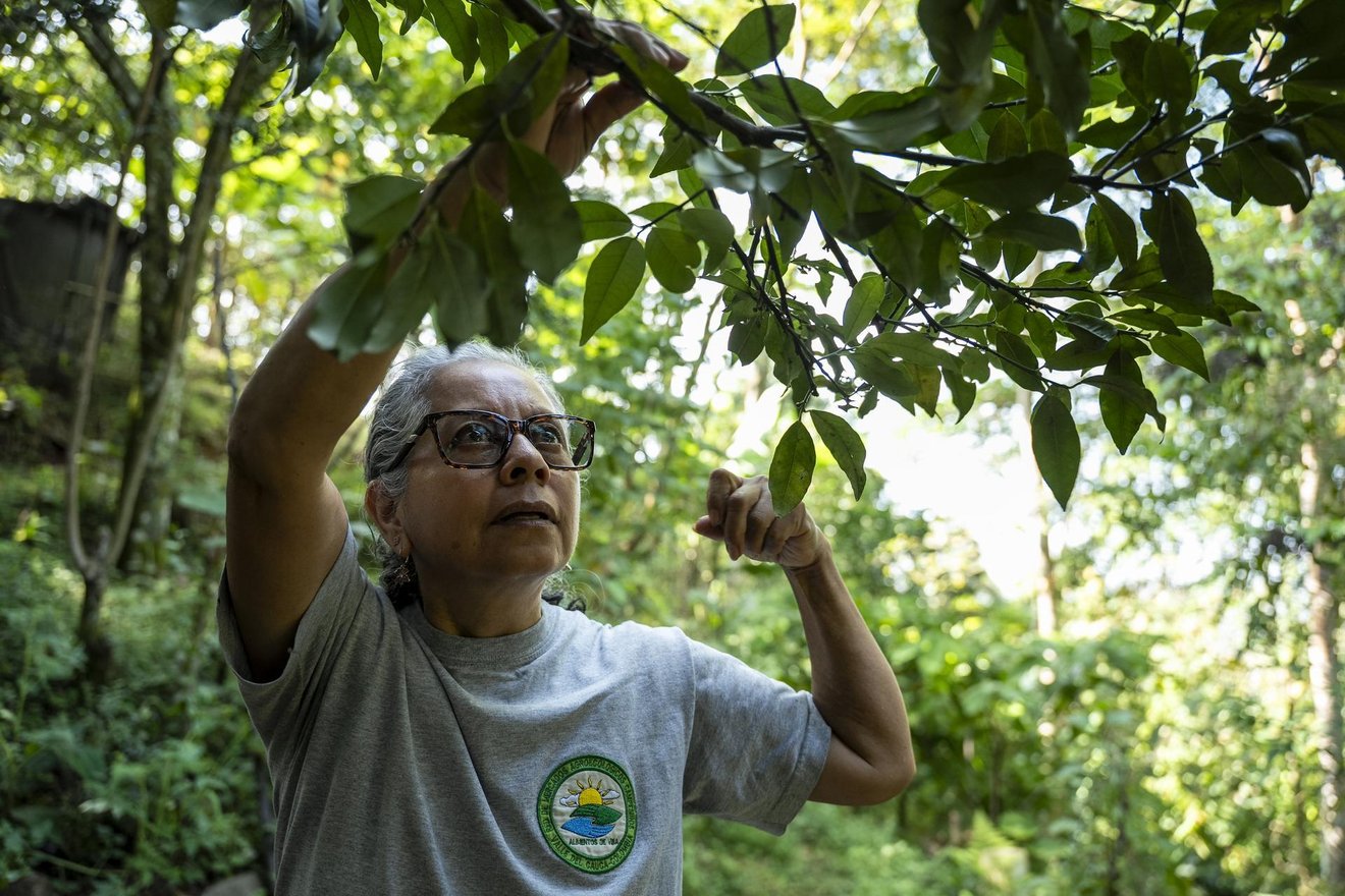 Francenith Agudelo, from the Network of Agroecological Markets from Valle, at her farm in Cali, Valle del Cauca department, Colombia, on May 13, 2025.