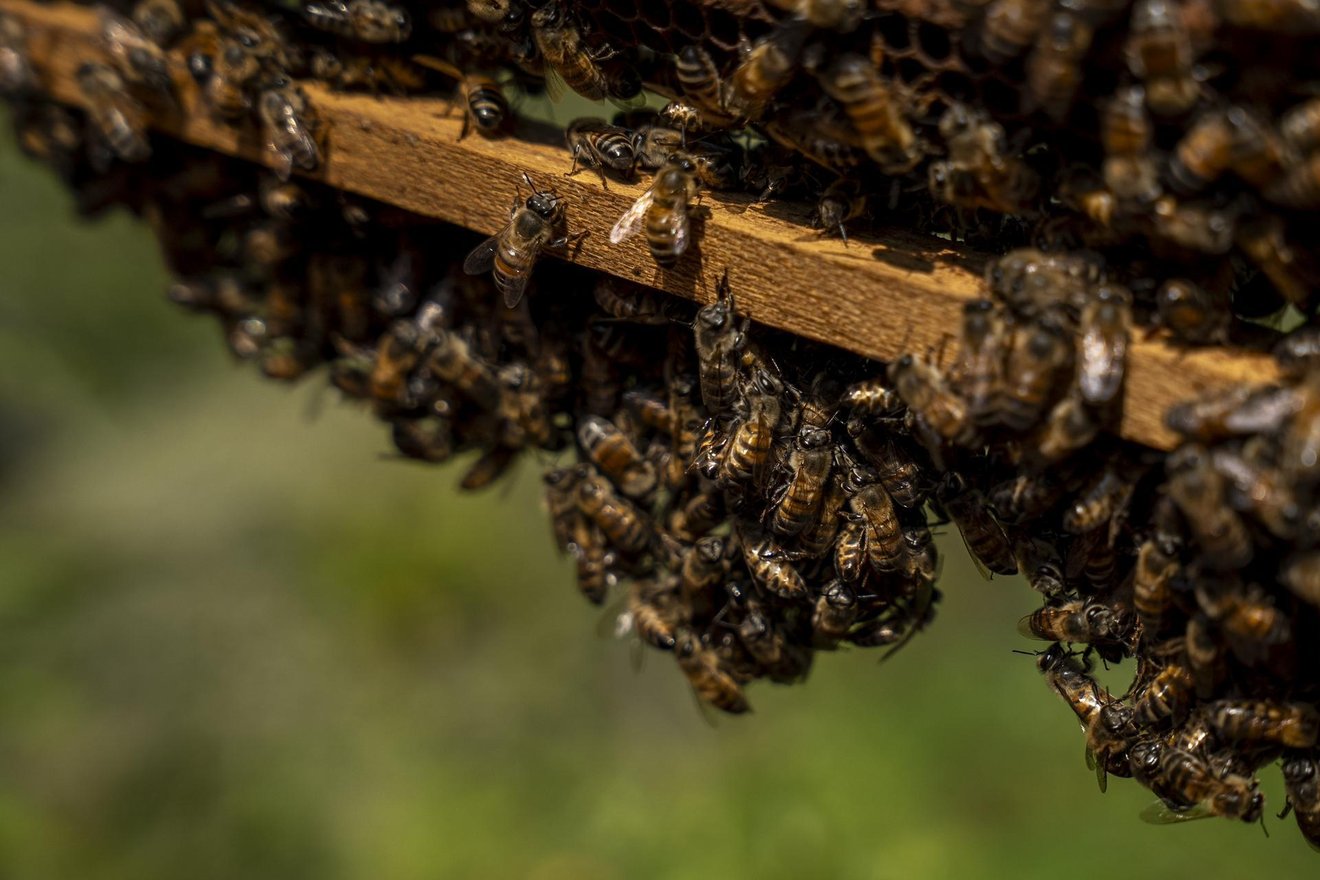 A beehive at Francenith Agudelo's farm in Cali, Valle del Cauca department, Colombia, on May 13, 2025.