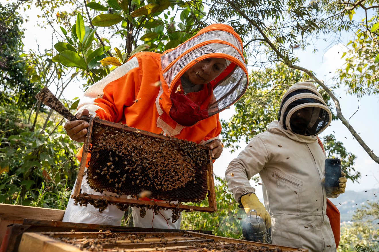 Francenith Agudelo, from the Network of Agroecological Markets of Valle, holds a beehive while Manuel Alejandro Suárez, a member of the Network of Agroecological Farmers' Markets in Valle del Cauca, smokes the bees at her farm in Cali, Valle del Cauca department, Colombia, on May 13, 2025.
