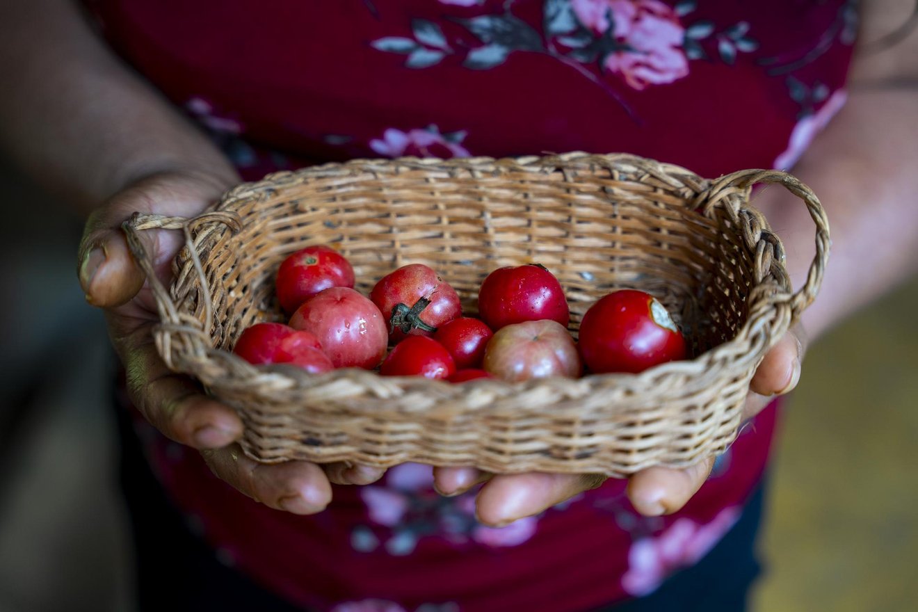 Marleny Quinayas, mother of Cristian, holds a basket with cherry tomatoes in their house in Guacarí, Valle del Cauca department, Colombia, on May 7, 2026.