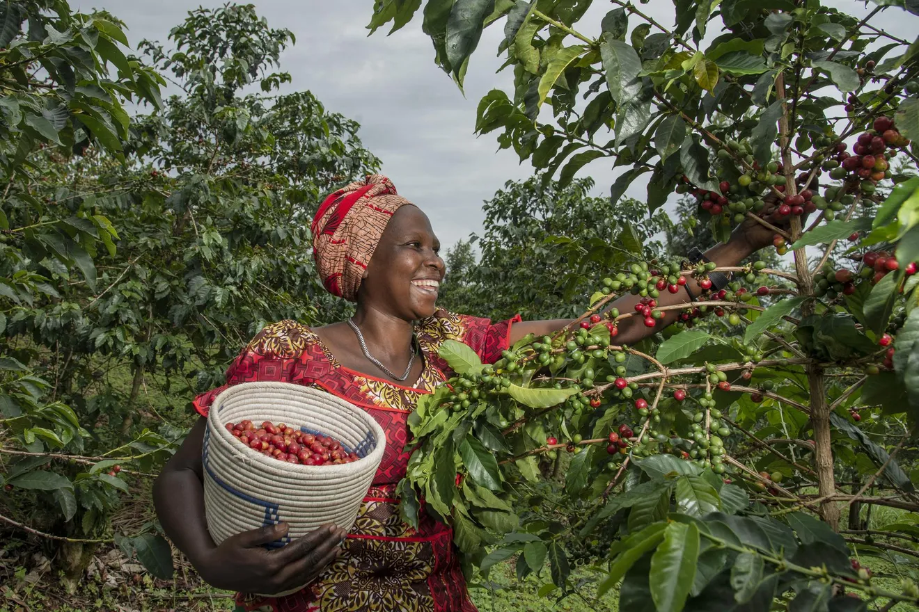 Woman coffee farmer is harvesting coffee cherries at Huye in the southern part of Rwanda.