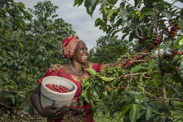 Woman coffee farmer is harvesting coffee cherries at Huye in the southern part of Rwanda.